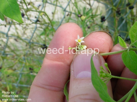 nightshade, American black